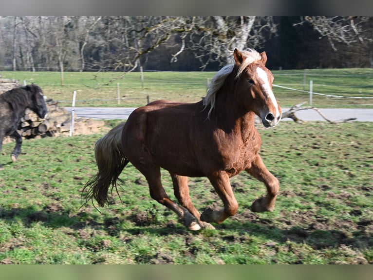 Nórico Yegua 4 años Alazán-tostado in Klettgau