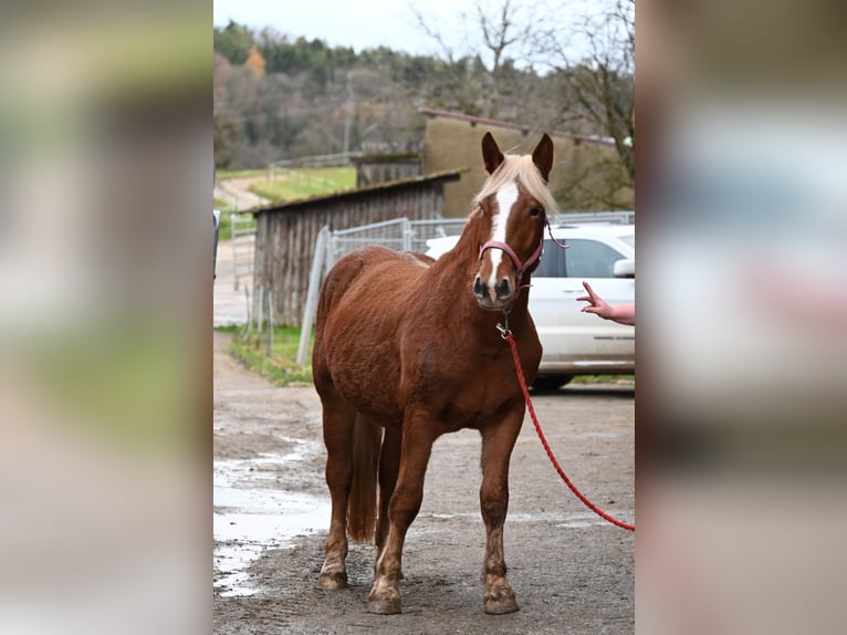 Nórico Yegua 4 años Alazán-tostado in Klettgau