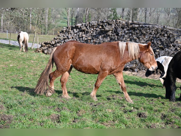 Nórico Yegua 4 años Alazán-tostado in Klettgau