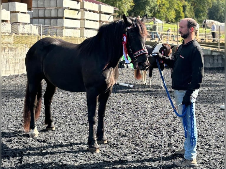 Nórico Yegua 4 años Negro in Küßnach