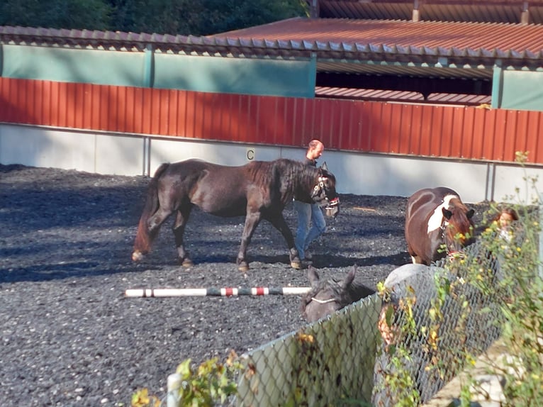 Nórico Yegua 4 años Negro in Küßnach