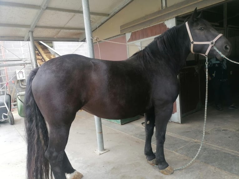 Nórico Yegua 4 años Negro in Piacenza