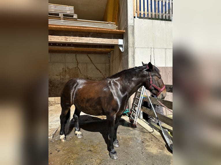 Nórico Yegua 5 años 160 cm Alazán-tostado in Landeck