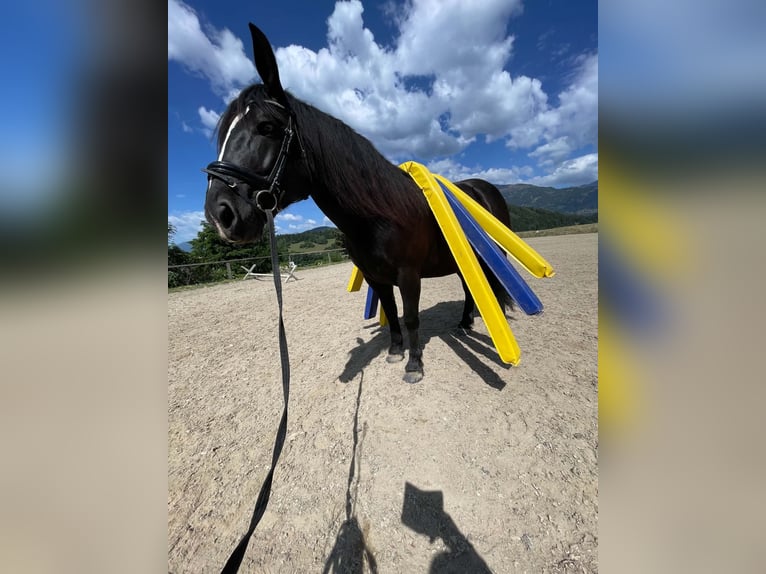 Nórico Yegua 5 años 162 cm Negro in Seeboden am Millstätter See