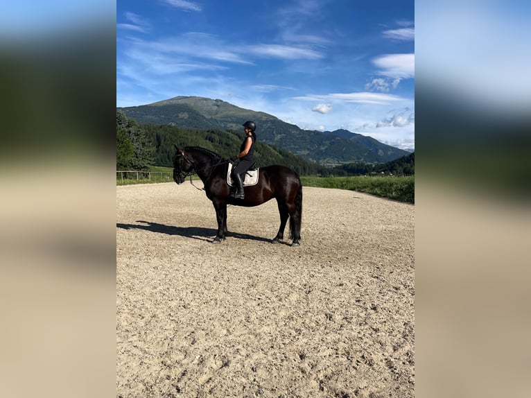 Nórico Yegua 5 años 162 cm Negro in Seeboden am Millstätter See