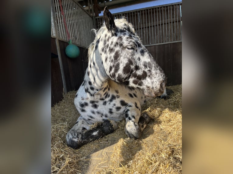 Nórico Yegua 5 años 163 cm Atigrado/Moteado in Bad Camberg