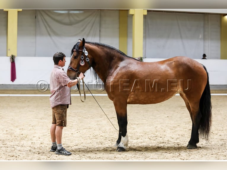 Nórico Yegua 5 años 165 cm Castaño in Braunau am Inn