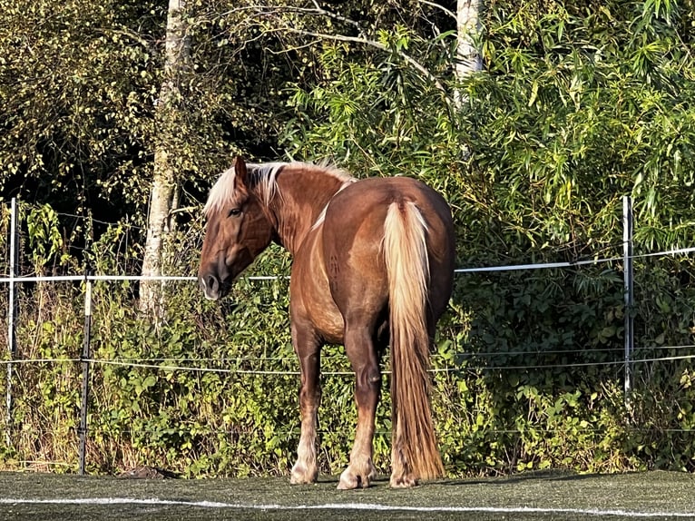 Nórico Yegua 5 años 166 cm Alazán-tostado in Hasselberg