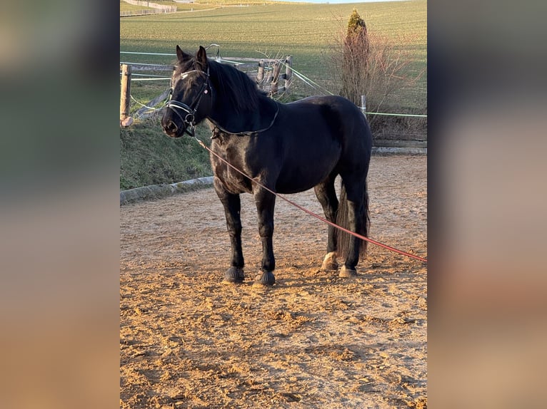 Nórico Yegua 5 años 167 cm Negro in Mitterfeld