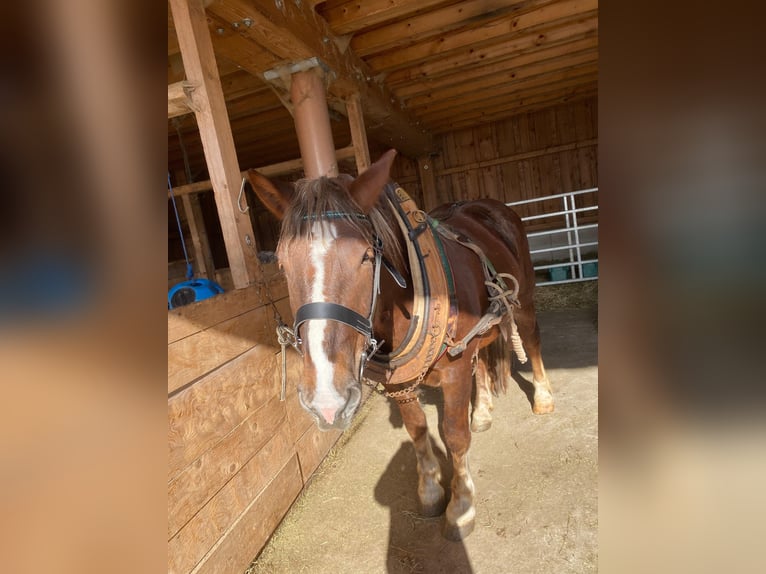 Nórico Yegua 5 años 170 cm Alazán in LeithenThalgau