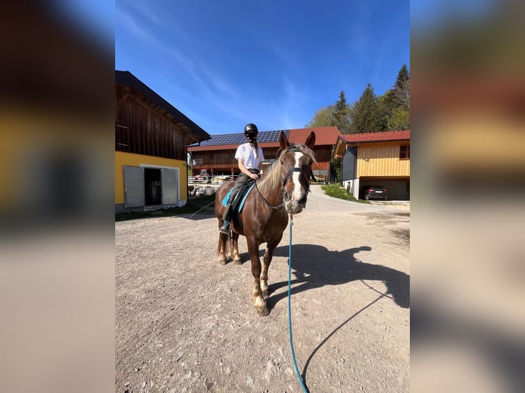 Nórico Yegua 5 años 170 cm Alazán in LeithenThalgau