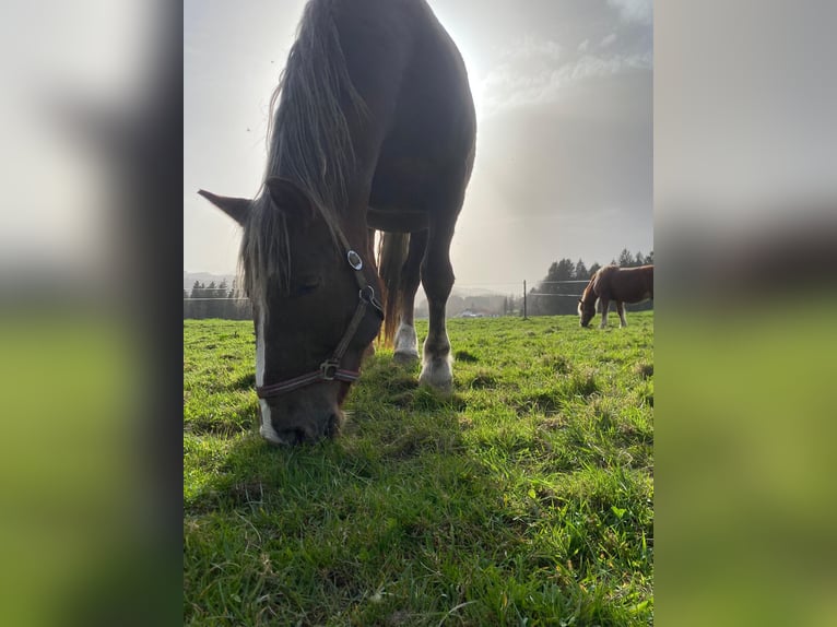 Nórico Yegua 5 años 170 cm Alazán in LeithenThalgau