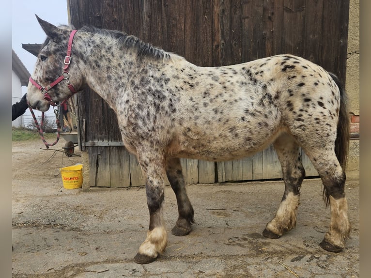 Nórico Yegua 5 años in Klettgau