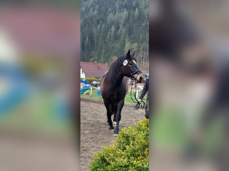 Nórico Yegua 5 años Morcillo in Baierdorf