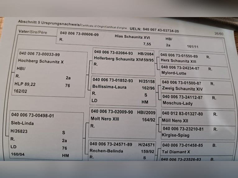 Nórico Yegua 5 años Morcillo in Baierdorf