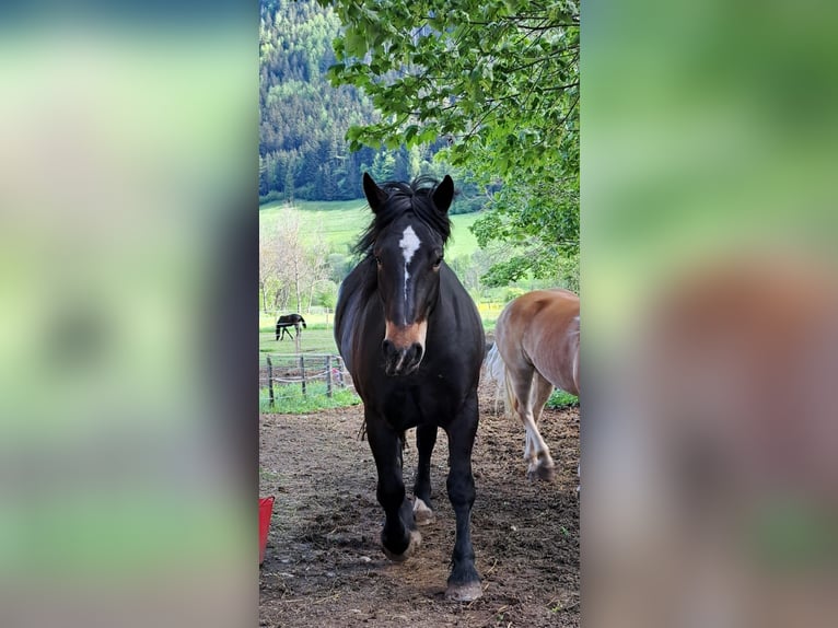 Nórico Yegua 5 años Morcillo in Baierdorf