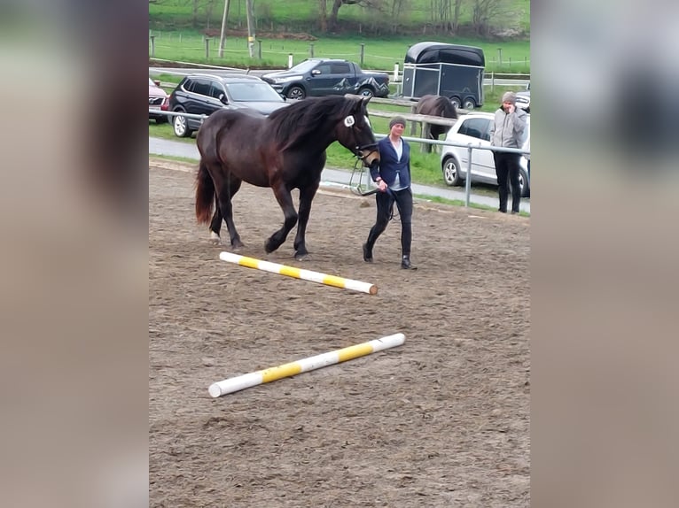 Nórico Yegua 5 años Morcillo in Baierdorf
