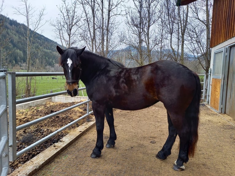 Nórico Yegua 5 años Morcillo in Baierdorf