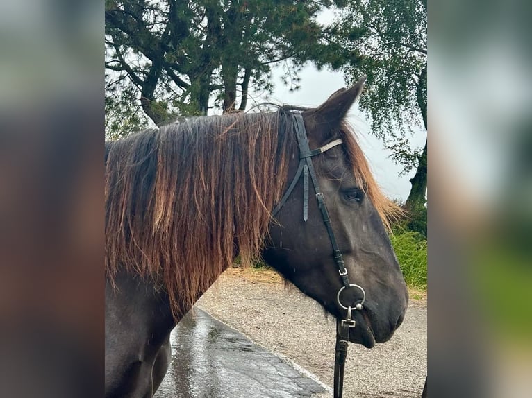 Nórico Yegua 6 años 150 cm Castaño oscuro in Pelmberg