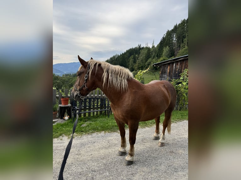 Nórico Yegua 6 años 157 cm Alazán rojizo in Kapfenberg