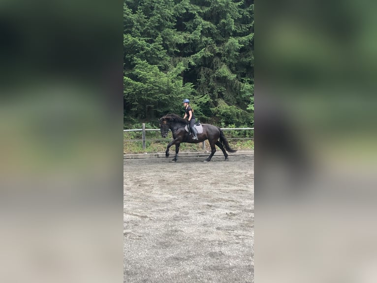 Nórico Yegua 6 años 163 cm Negro in WiedenBad Hofgastein