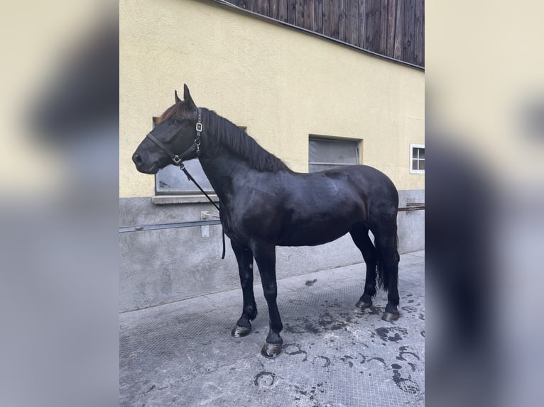 Nórico Yegua 6 años 163 cm Negro in WiedenBad Hofgastein