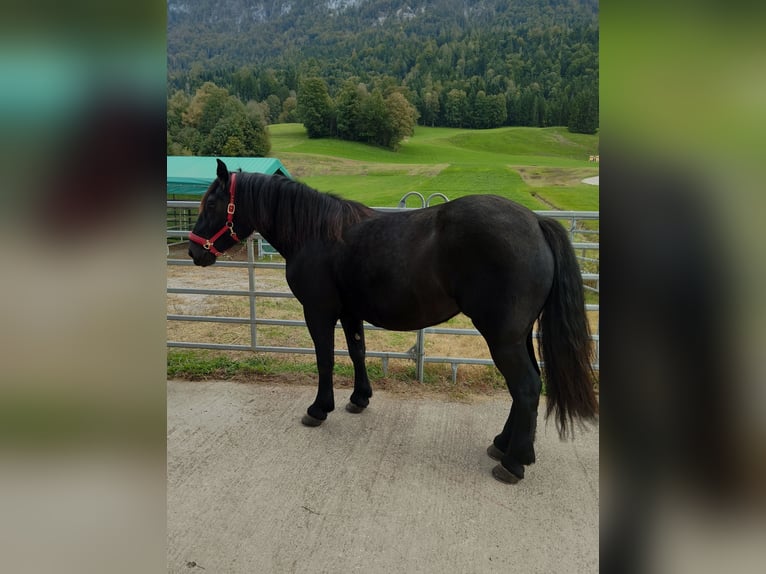 Nórico Yegua 6 años 164 cm Negro in Schwoich