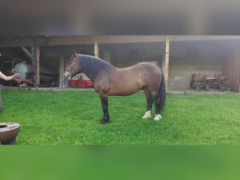 Nórico Yegua 7 años 156 cm Castaño oscuro in Obergottesfeld