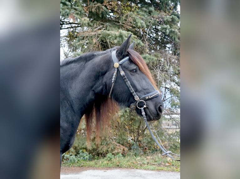Nórico Yegua 7 años 161 cm Negro in Villach