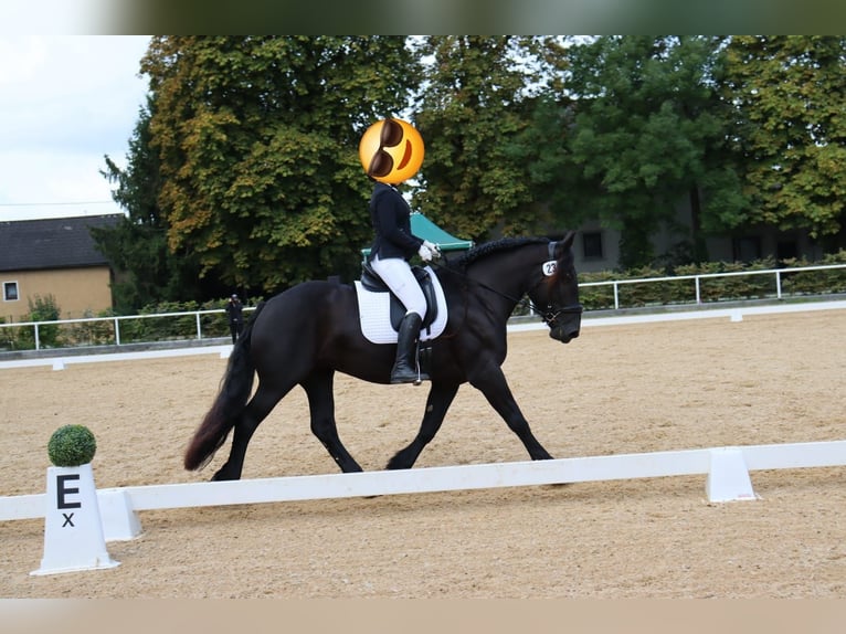 Nórico Yegua 7 años 164 cm Negro in Vorderberg