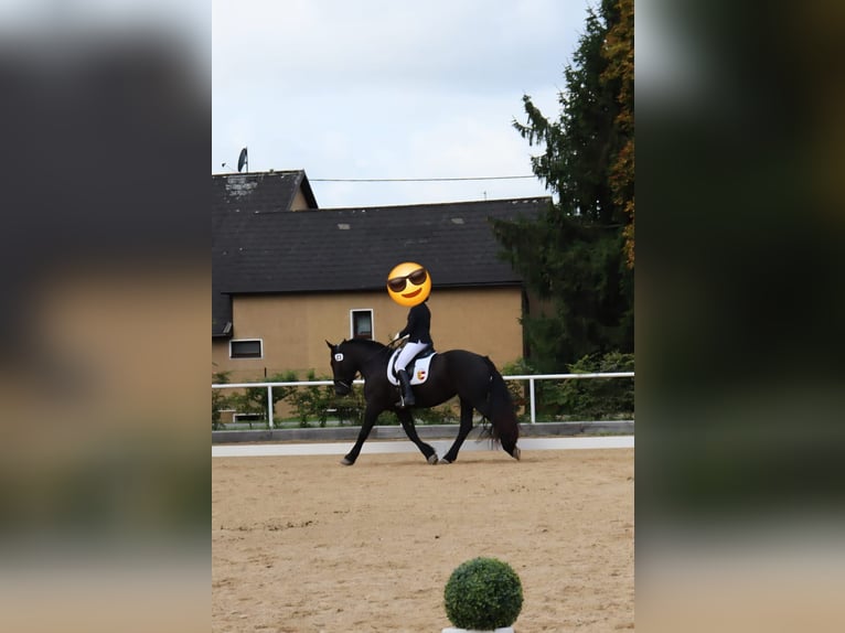 Nórico Yegua 7 años 164 cm Negro in Vorderberg