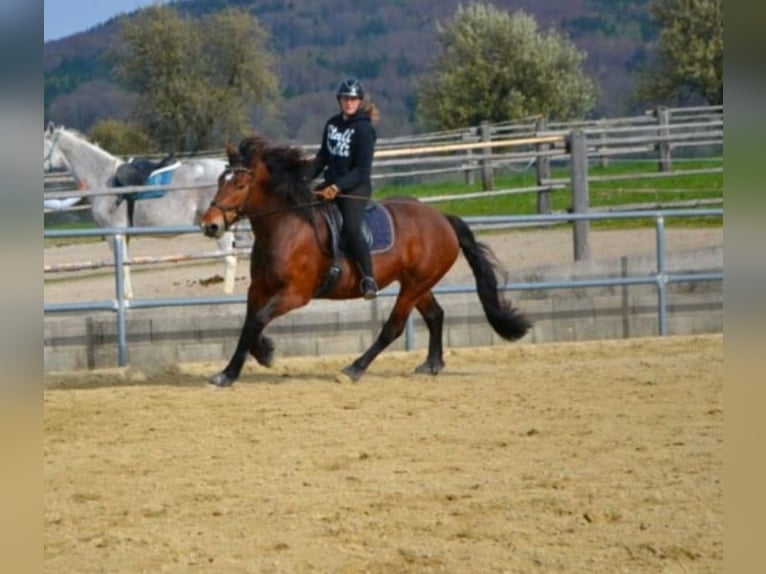 Nórico Yegua 8 años 164 cm Castaño in Texing