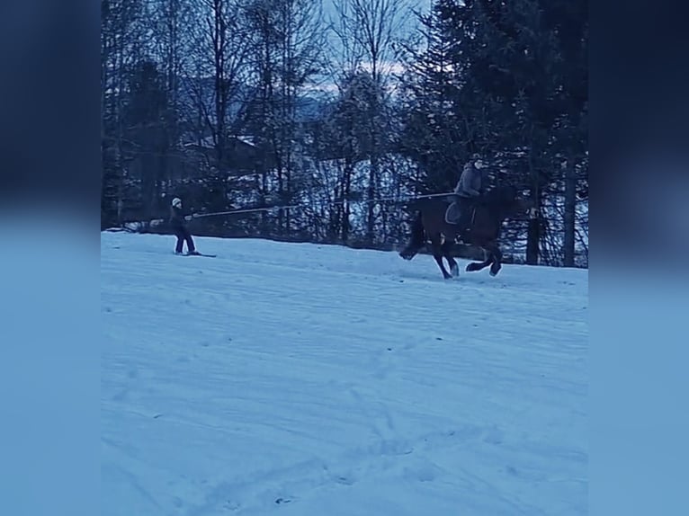 Nórico Yegua 8 años 164 cm Castaño in Texing