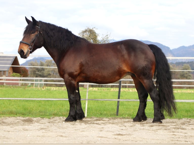 Nórico Yegua 9 años 160 cm Castaño in Kirchbichl