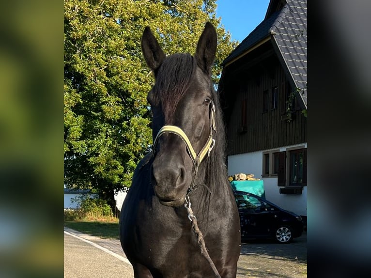 Nórico Yegua 9 años 167 cm Negro in Sulz am Neckar