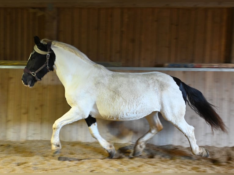 Nórico Yegua 9 años in Klettgau