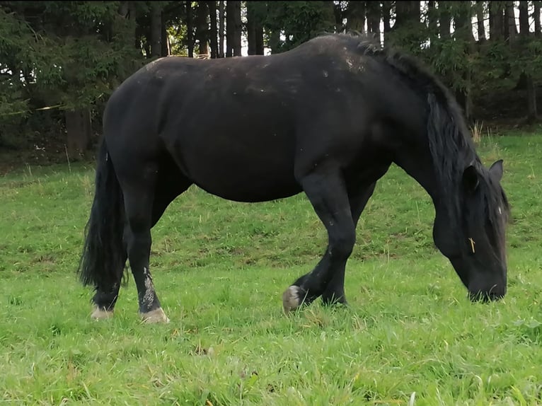 Nórico Yegua 9 años  in Klettgau