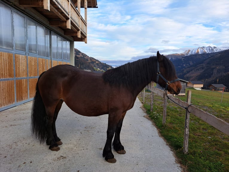 Nórico Yegua 9 años in Obertilliach