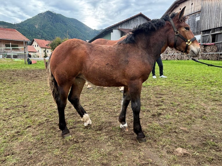 Nórico Yegua Potro (02/2025) 140 cm Castaño in Kreuzen Nórico Yegua Potro (02/2025) 140 cm Castaño in Kreuzen