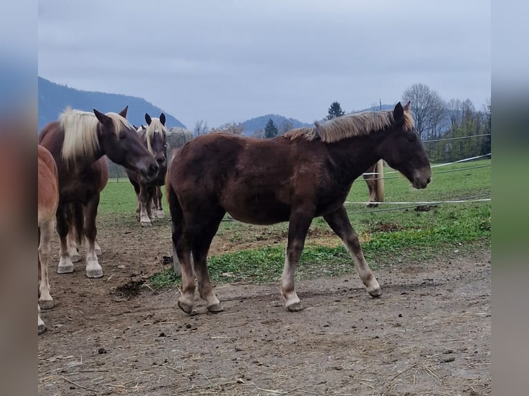 Nórico Yegua Potro (03/2024) Alazán-tostado in Oberschütt