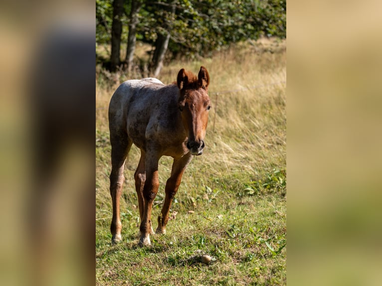 Nórico Yegua Potro (05/2026) Ruano alazán in Schwarzenberg am Böhmerwald