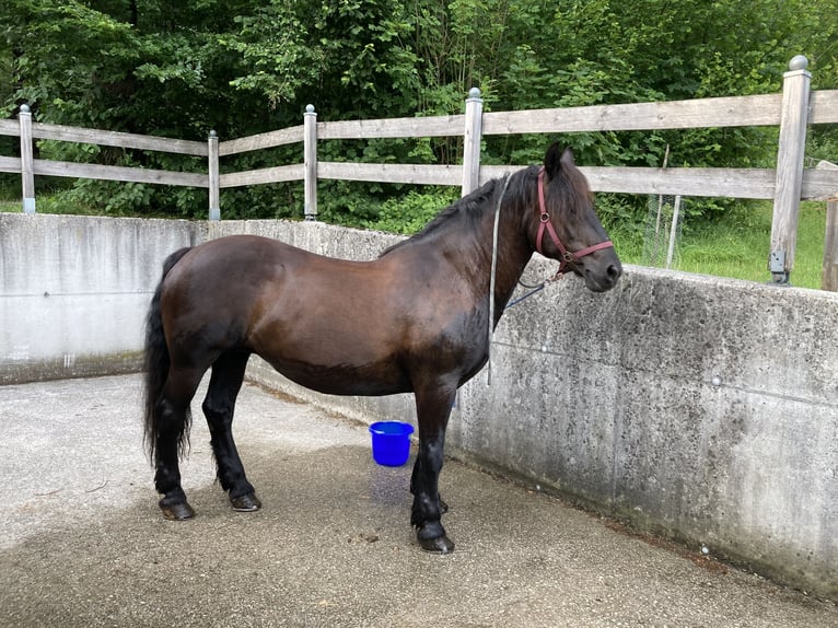 Noriker Étalon 16 Ans Noir in Bad Ischl