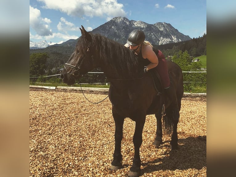 Noriker Étalon 16 Ans Noir in Bad Ischl