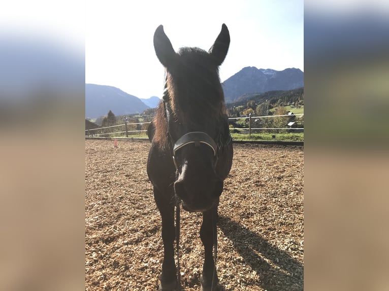 Noriker Étalon 16 Ans Noir in Bad Ischl