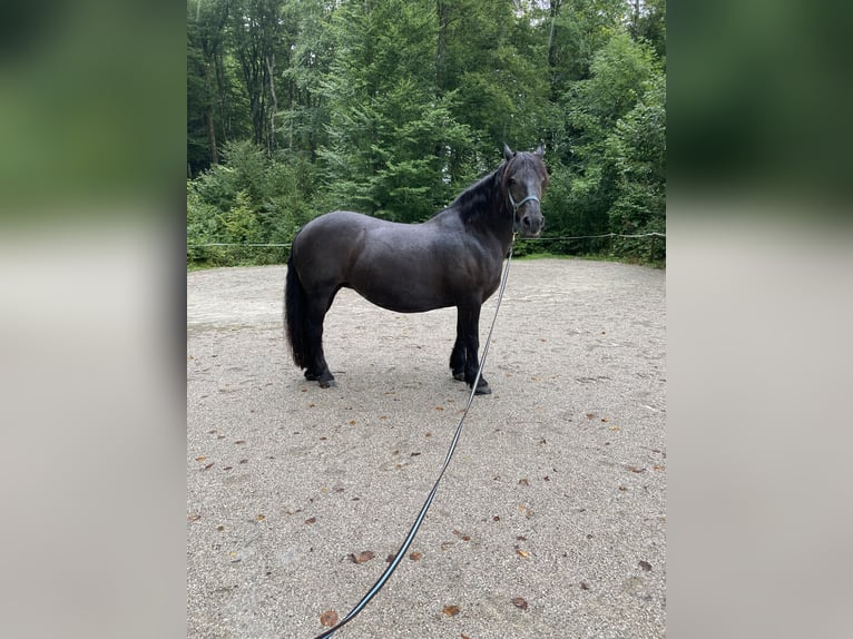 Noriker Étalon 17 Ans Noir in Bad Ischl