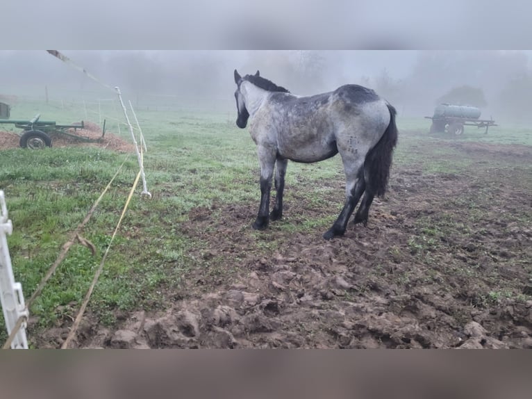 Noriker Étalon 1 Année 120 cm Rouan bleu in Michelstadt