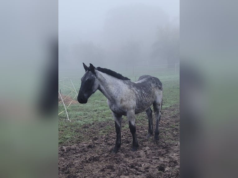 Noriker Étalon 1 Année 120 cm Rouan bleu in Michelstadt