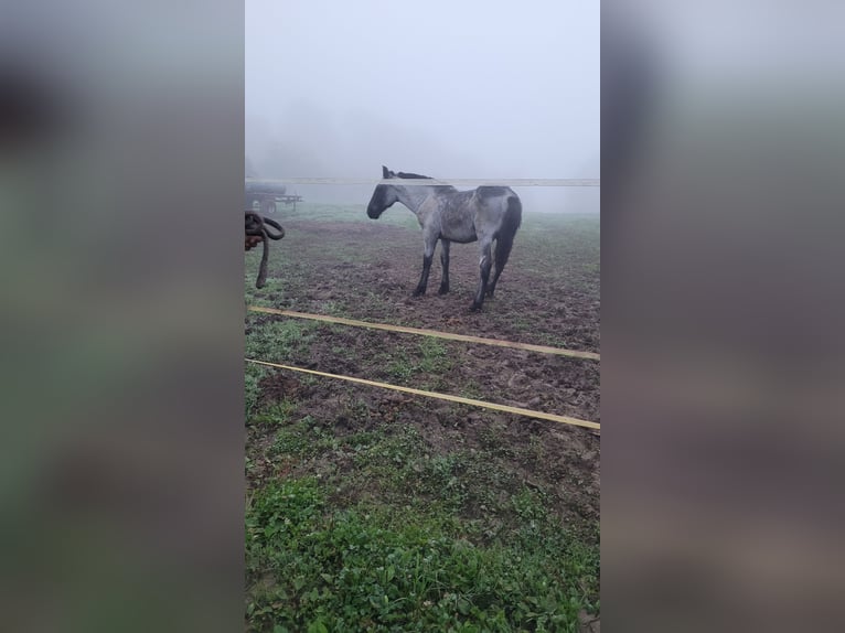 Noriker Étalon 1 Année 120 cm Rouan bleu in Michelstadt