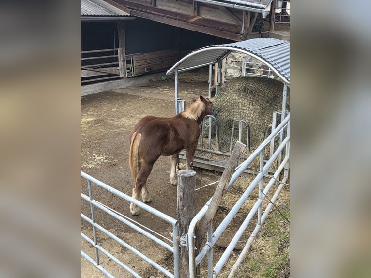 Noriker Étalon 1 Année 135 cm Alezan cuivré in Ingelsdorf