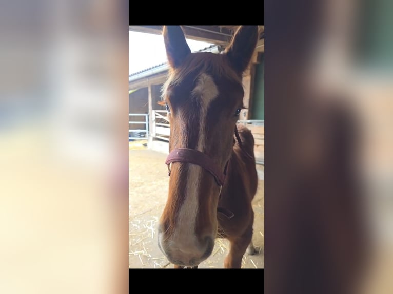 Noriker Étalon 1 Année 135 cm Alezan cuivré in Ingelsdorf